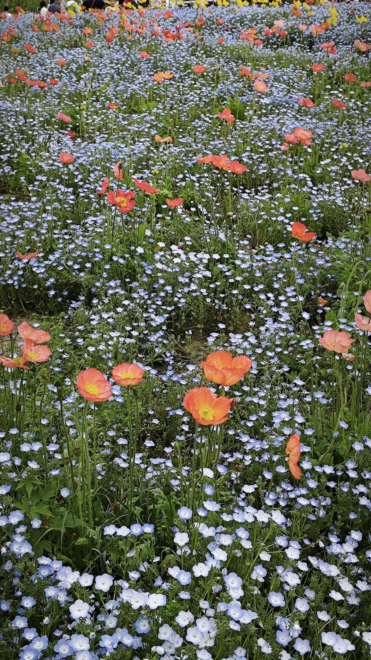 创新药出口/海外授权大增（精简版）1. 2025年全球第一中国创新药海外