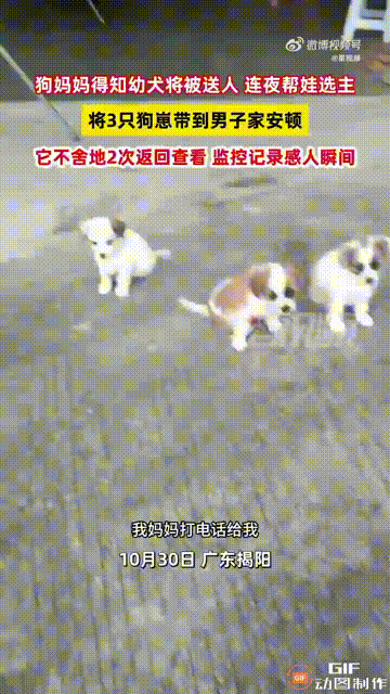 广东揭阳一名男子早上起来，发现家里突然多了三只刚出生不久的小狗，于是调出监控查看