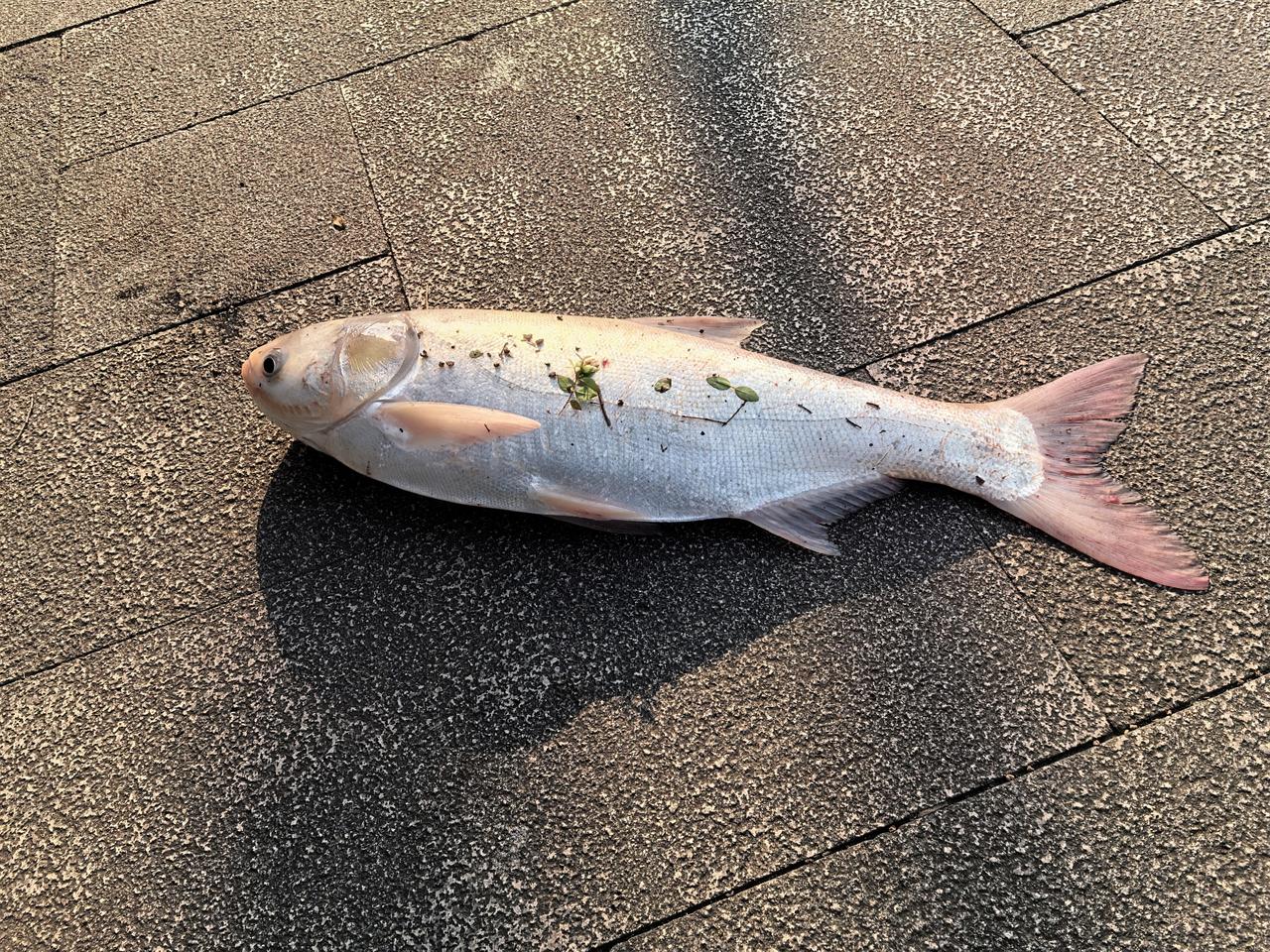 一入钓鱼门，从此断红尘家附近的奉化江边聚集着十几个垂钓者，不论春夏