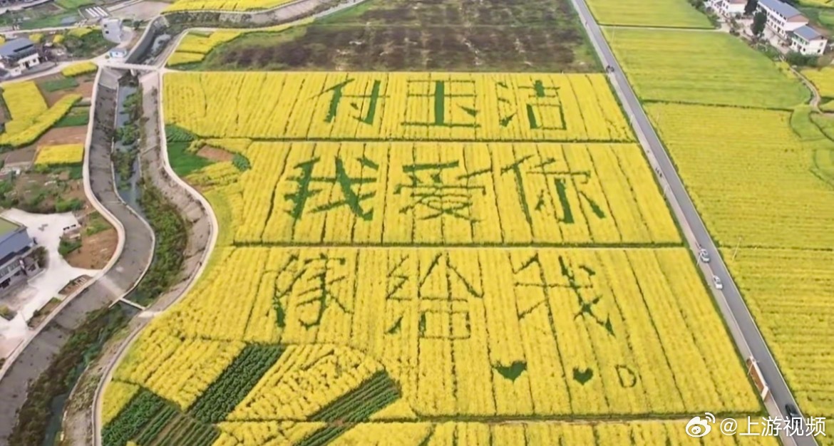 #重庆小伙包38亩地种求婚大字#【“我爱你嫁给我”重庆一小伙在农田中“种”出求