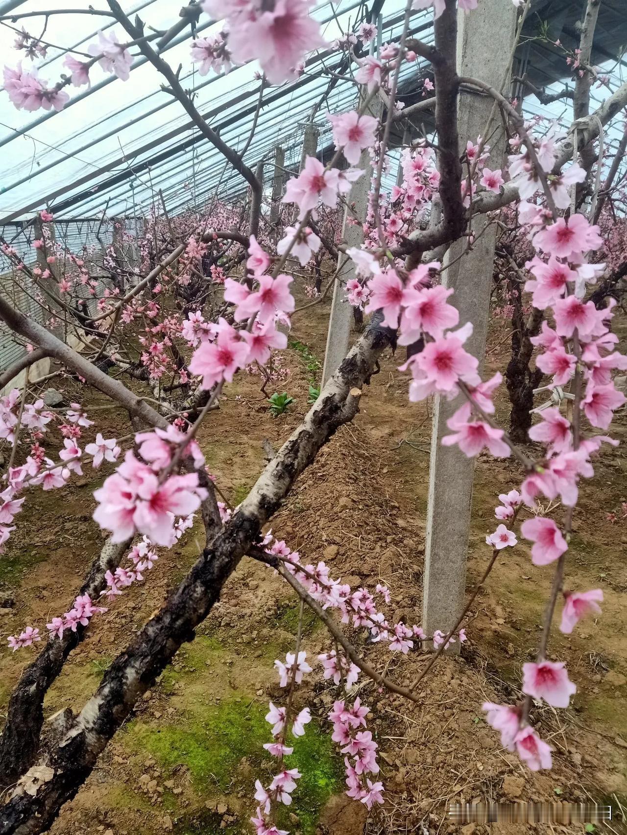 新年爱好打卡来西瑶草村大棚赏桃花，过大年！