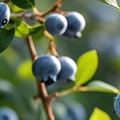 蓝莓种植第一步：选地改土（成败关键）蓝莓是“嗜酸”植物，土壤pH值必须控制在4.