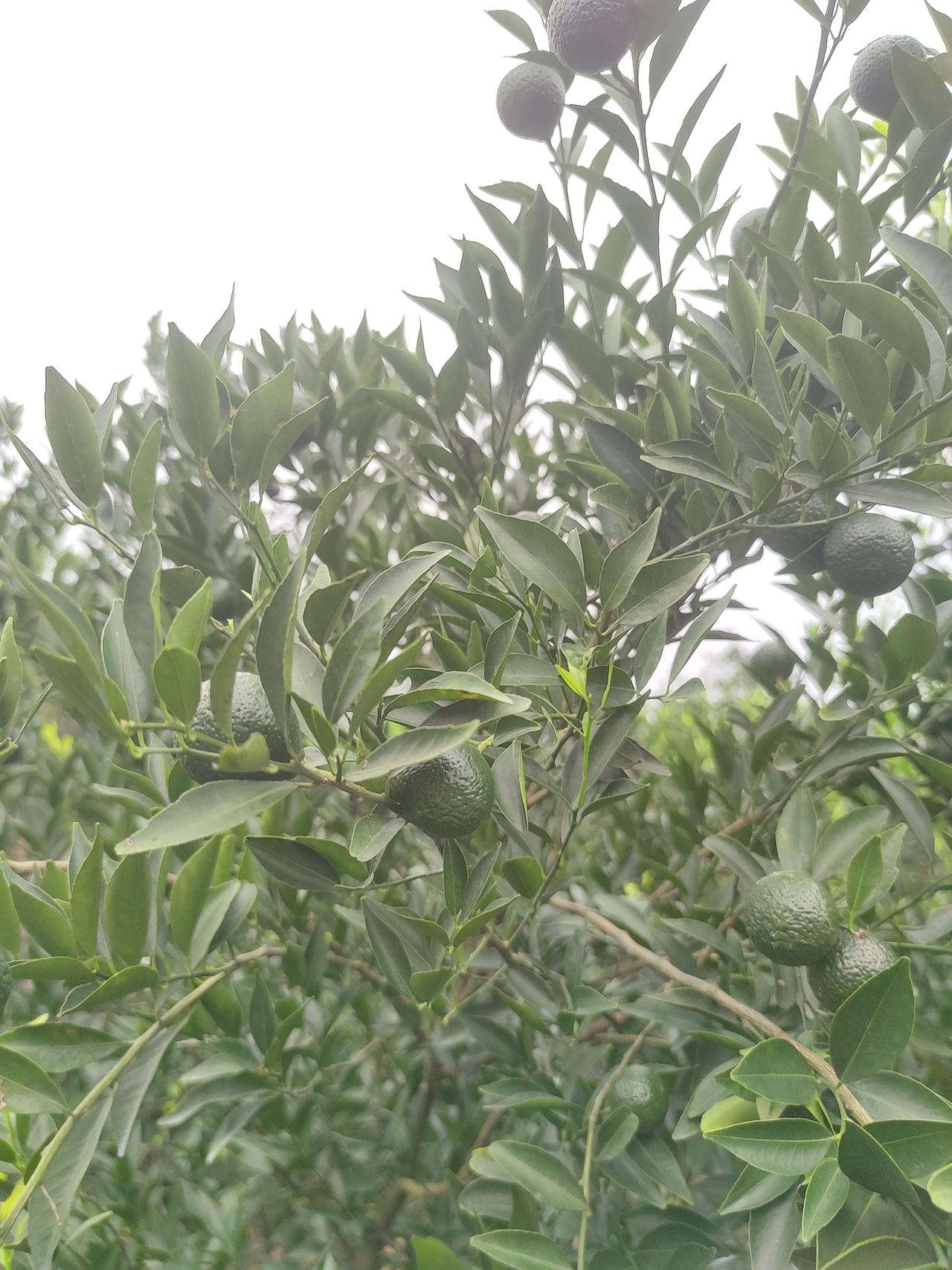 绿意盎然的新会柑树，挂满青涩的小青柑，生机勃勃！🍊🌿