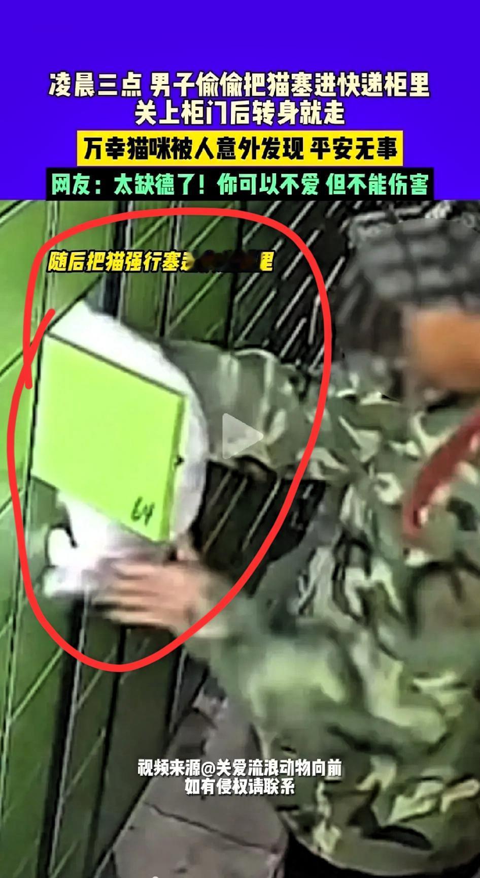 猫咪被关快递柜后续来了国庆放假第一天，估计就这大哥心里不舒服，硬把一只银渐层猫
