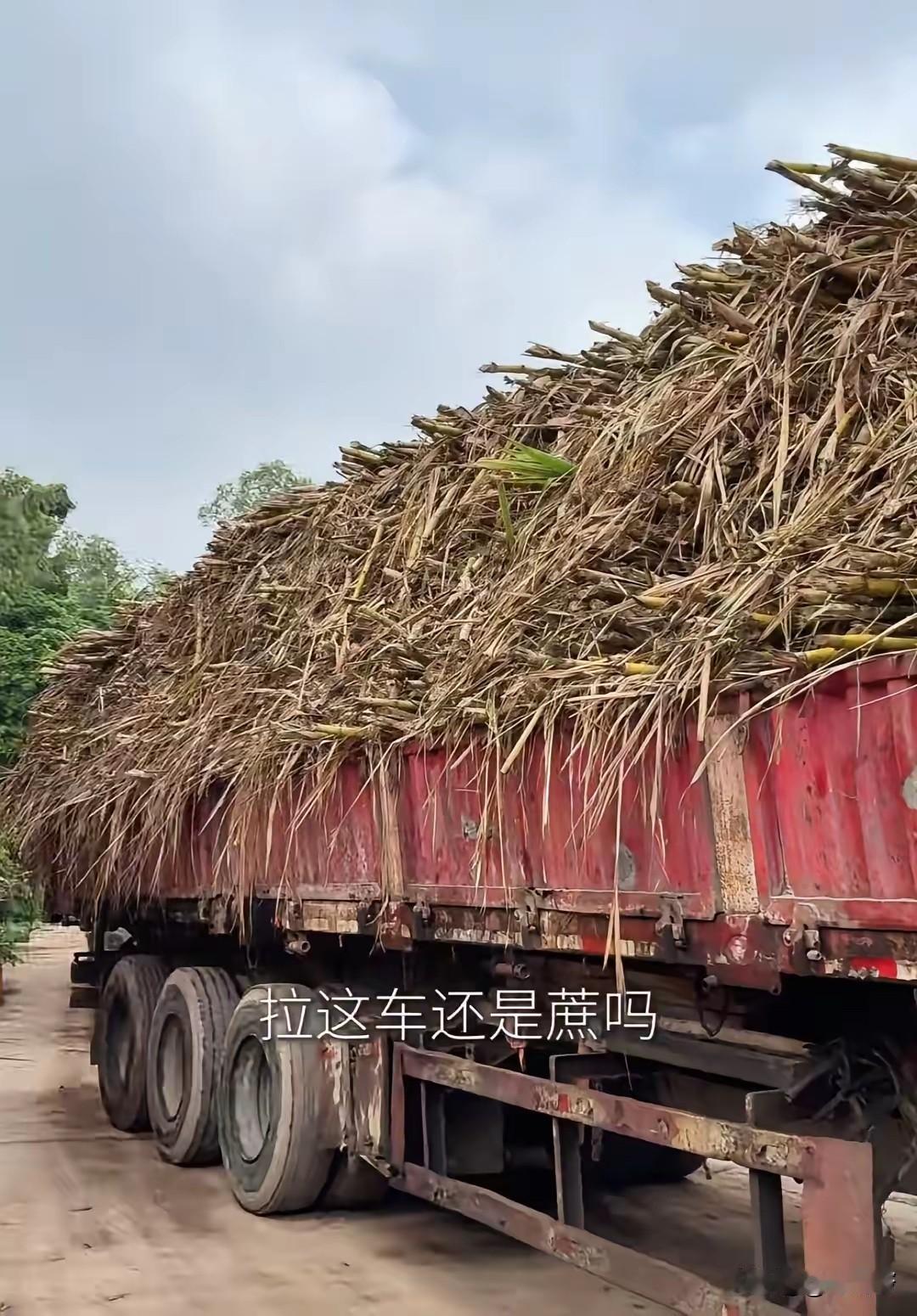 “全网最暖糖厂”收到发臭变质甘蔗！5月10日，因收购滞销果蔗被称为“全网最暖糖