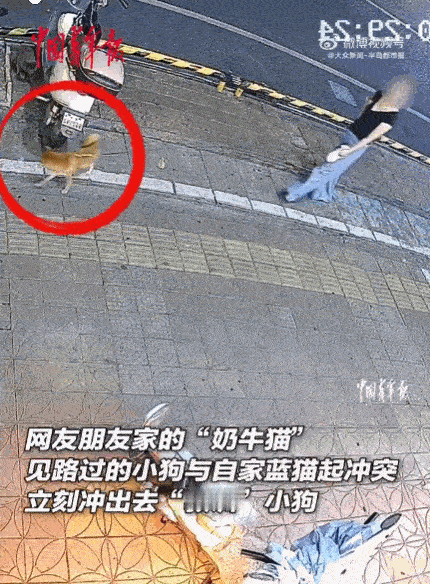太勇敢了！广东惠州，一奶牛猫当街暴揍小狗，主人见状气到不行，差点就要“大义灭亲”