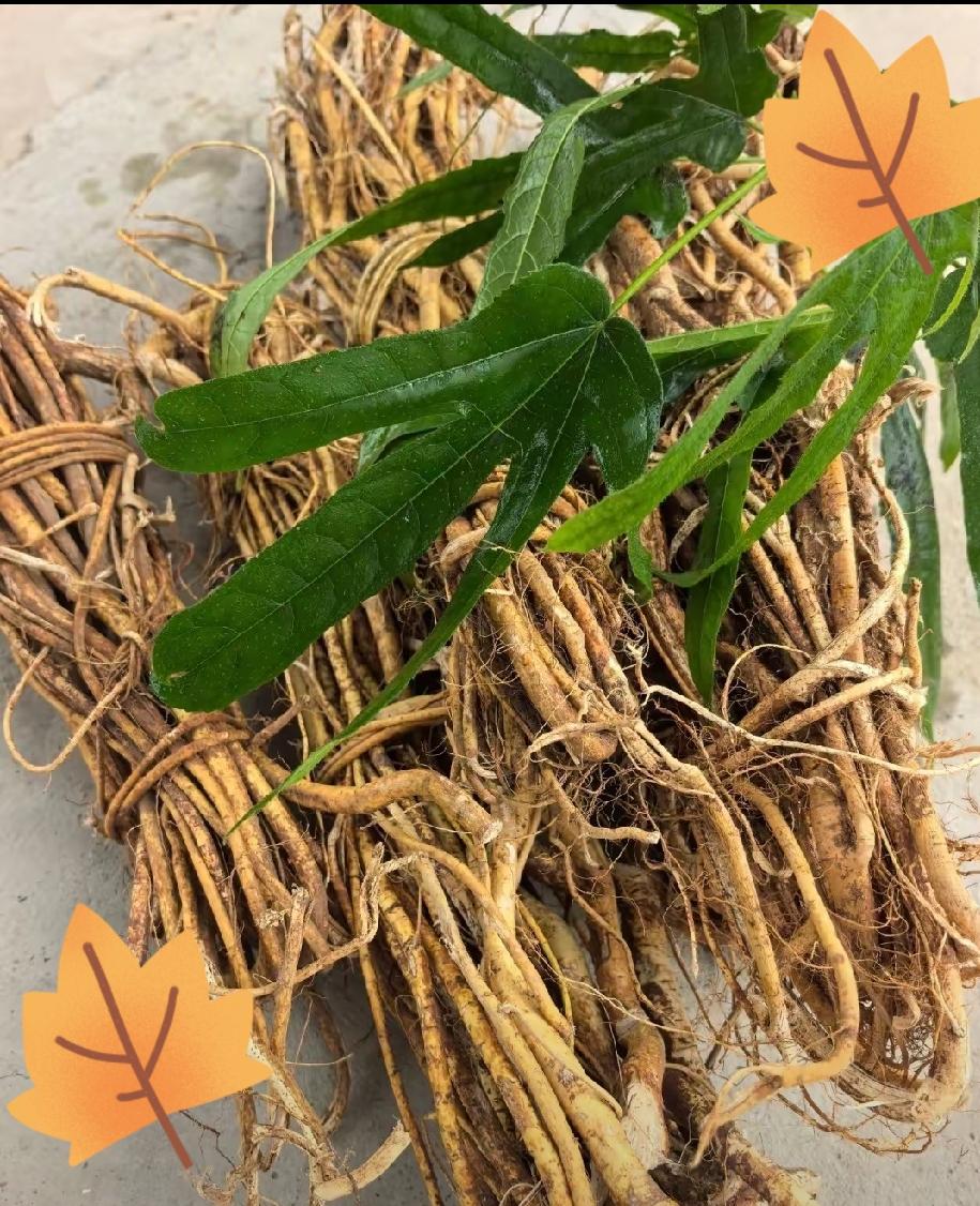 昨天一大早，小姑子就给我打来电话：嫂子，我到你家楼下了，给你送点绝世好东西，一般