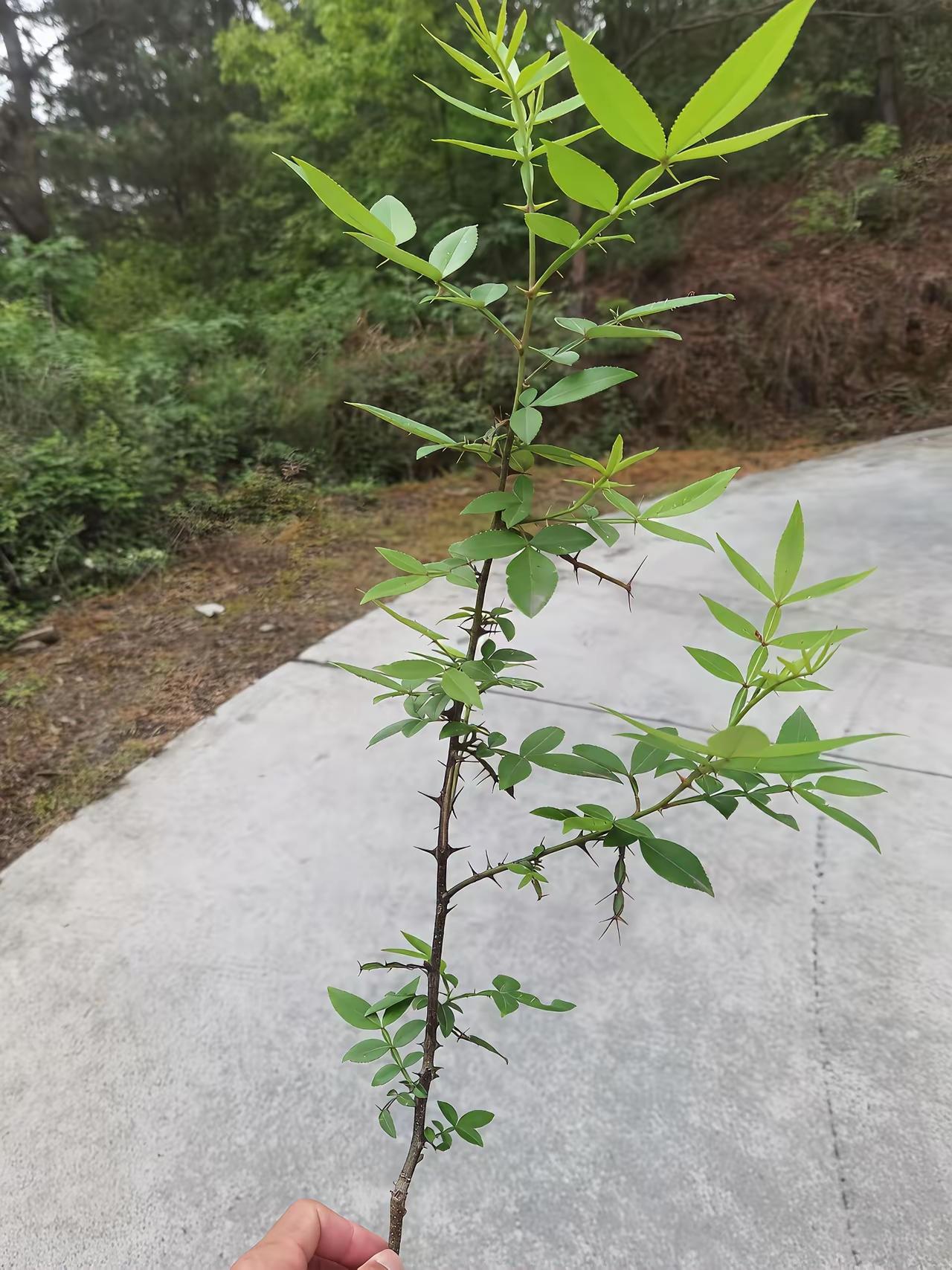 不是我吹，90%的人不知道这是啥树苗？