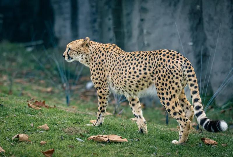 注意！山西村庄惊现野生豹，你该怎么办？近日，山西霍州陶唐峪一村庄