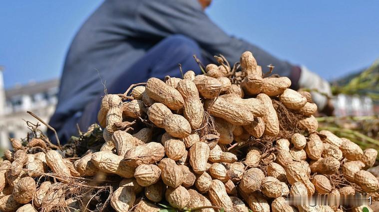 一颗牙齿怎么吃花生?独牙啃花生秘籍[捂脸哭][捂脸哭][捂脸哭][捂脸哭][捂脸哭]