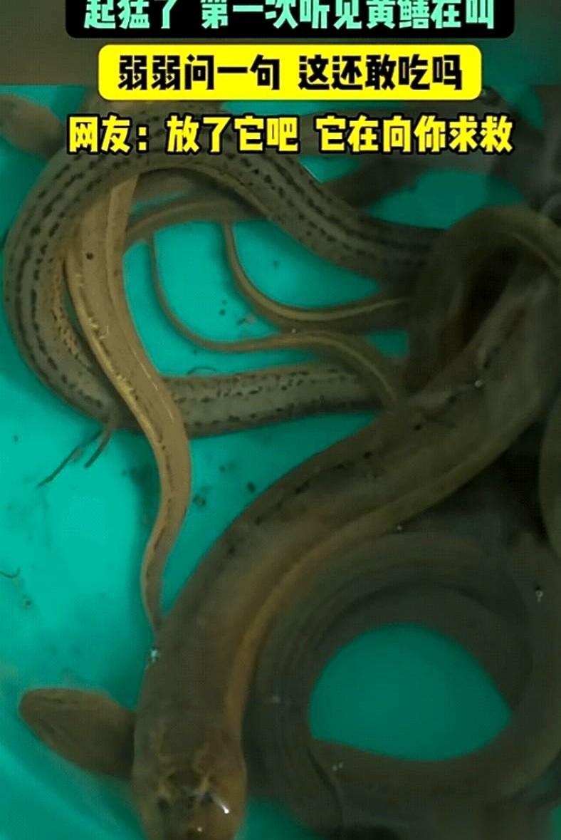 江苏一个老哥，抓黄鳝几十年，结果在自家厨房里，被一条黄鳝逼得放下了屠刀。刀尖刚