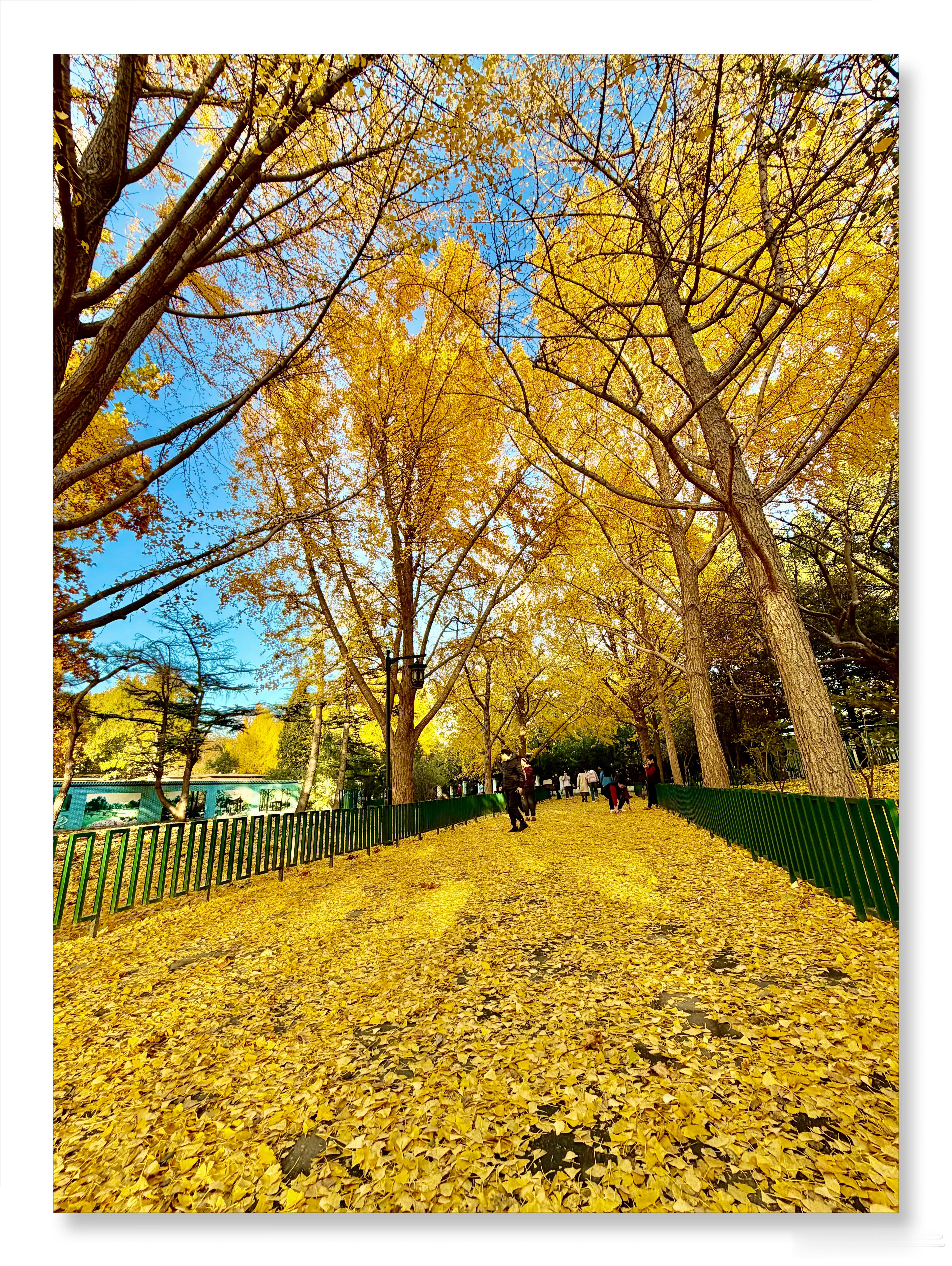 陶然亭的银杏雨来啦！ 摄影