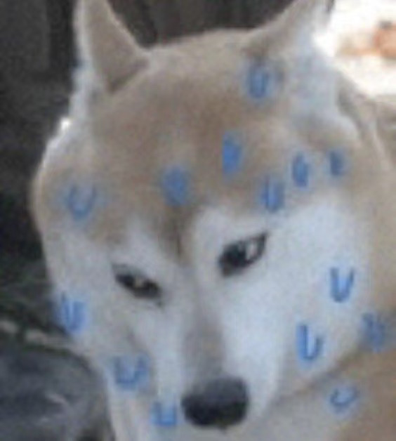 遛了一天狗微信步数为0遛狗难的根本不是走几步，而是失去了每一个能赖床的早晨，尤其