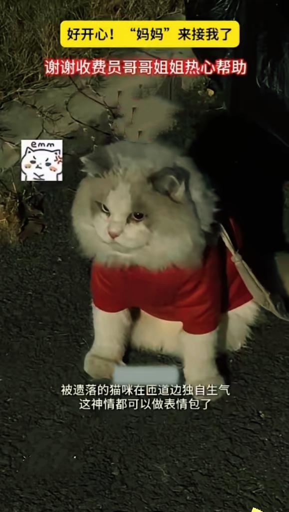 现在的毛孩子也太会“自救”了吧！浙江高速收费站捡到的这只猫，穿戴整齐还带电话手表