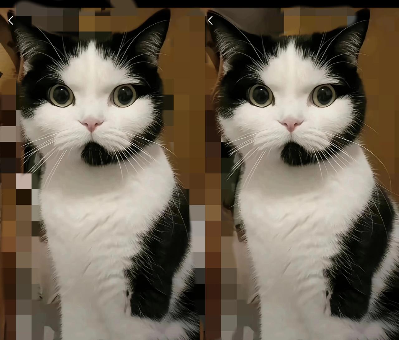 以为是猫界貂蝉，结果等来“李逵本逵”！儿子说送我只好看的三花猫