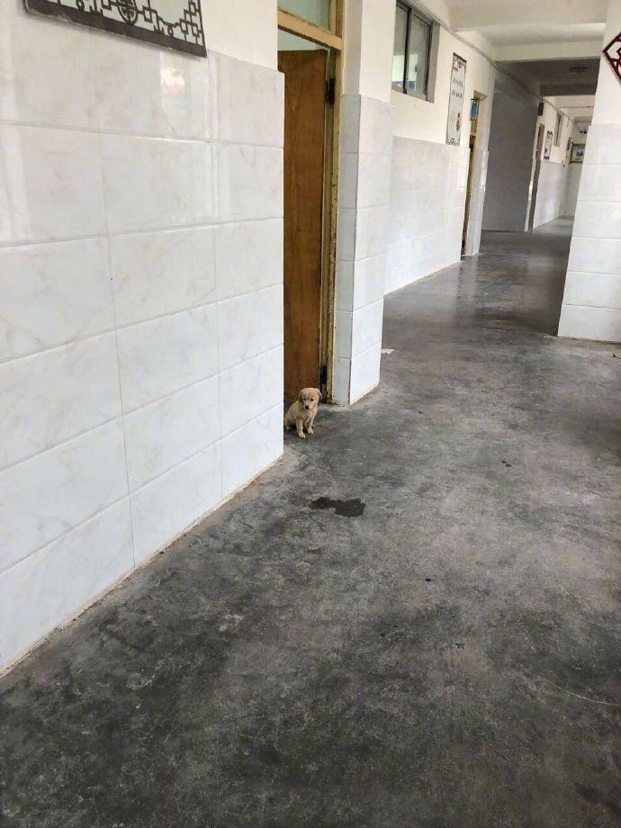 一只赖在教室不走的小狗，而且早读竟然还打瞌睡