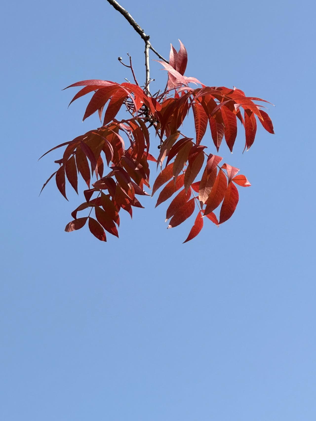 今天服侍我老妈，真的有点崩溃！今日周一，母亲去医院做血透的日子，我主要的任务