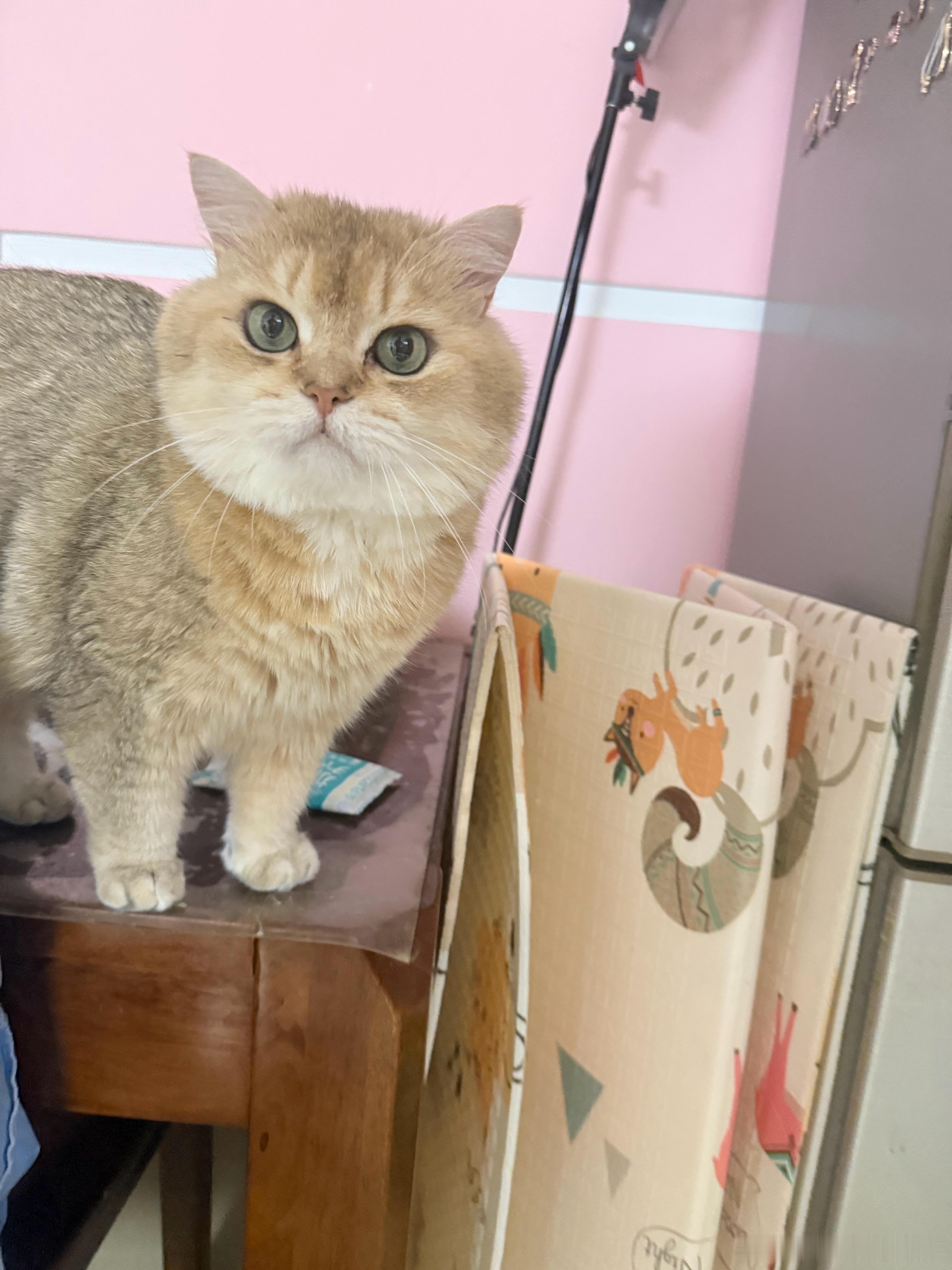猫咪不睡懒觉萌宠猫咪