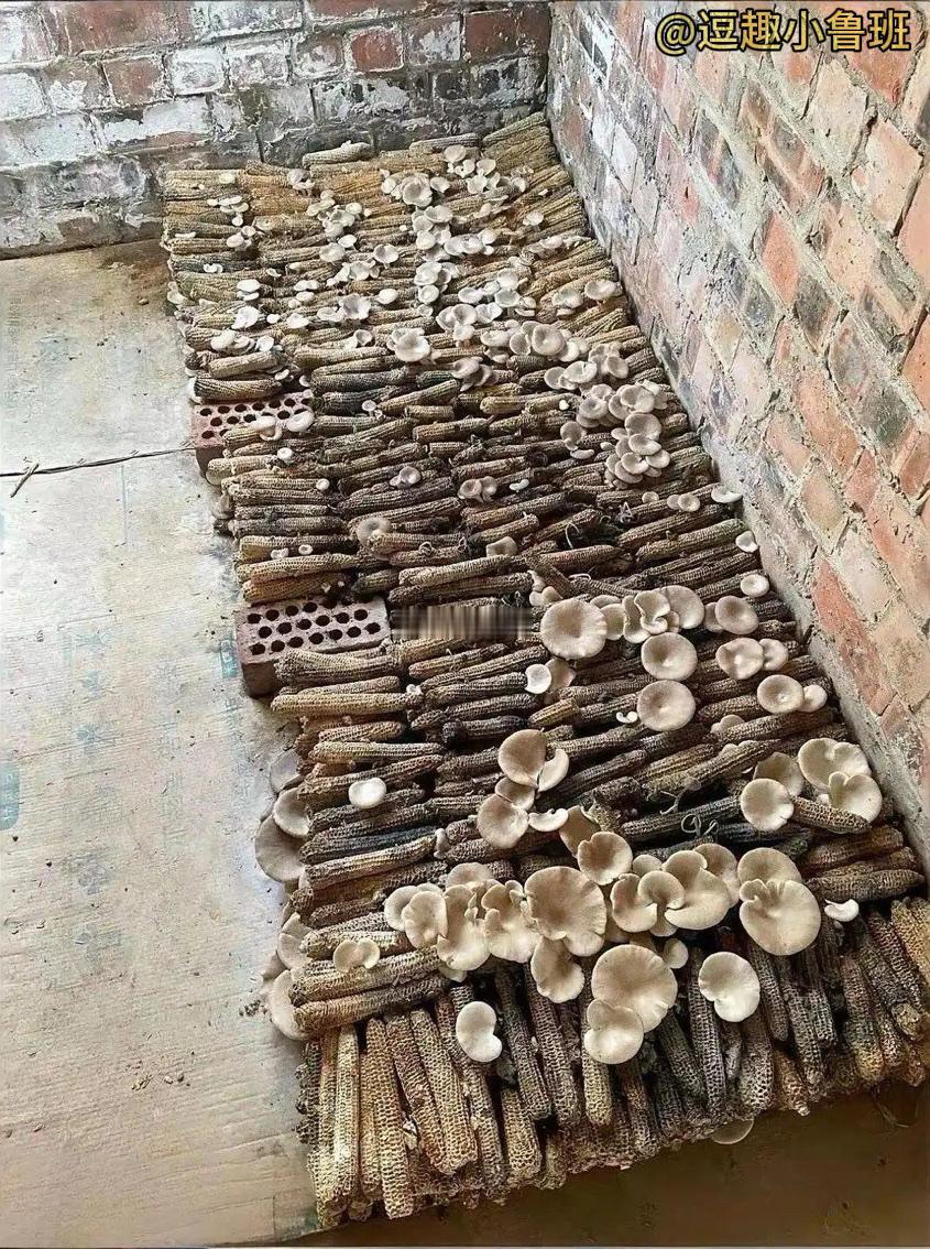 家人们谁懂啊！玉米棒居然还能这样用？