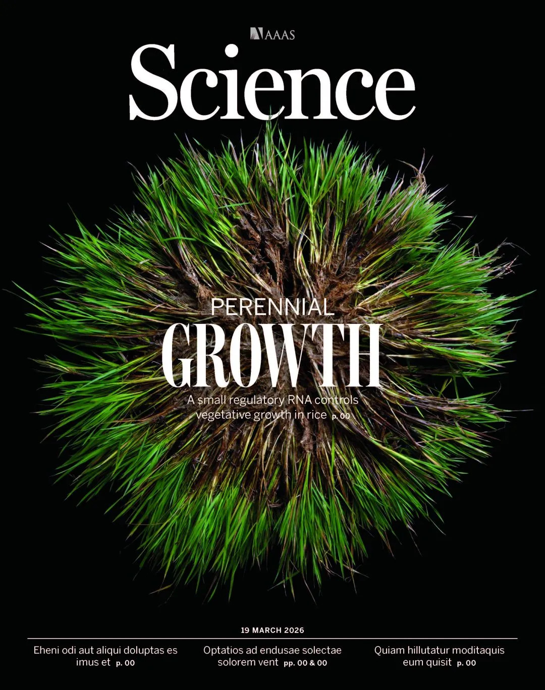 中国科学家培育出长寿水稻这个成果很牛！¹一大早发现SCIENCE封面是水稻，细