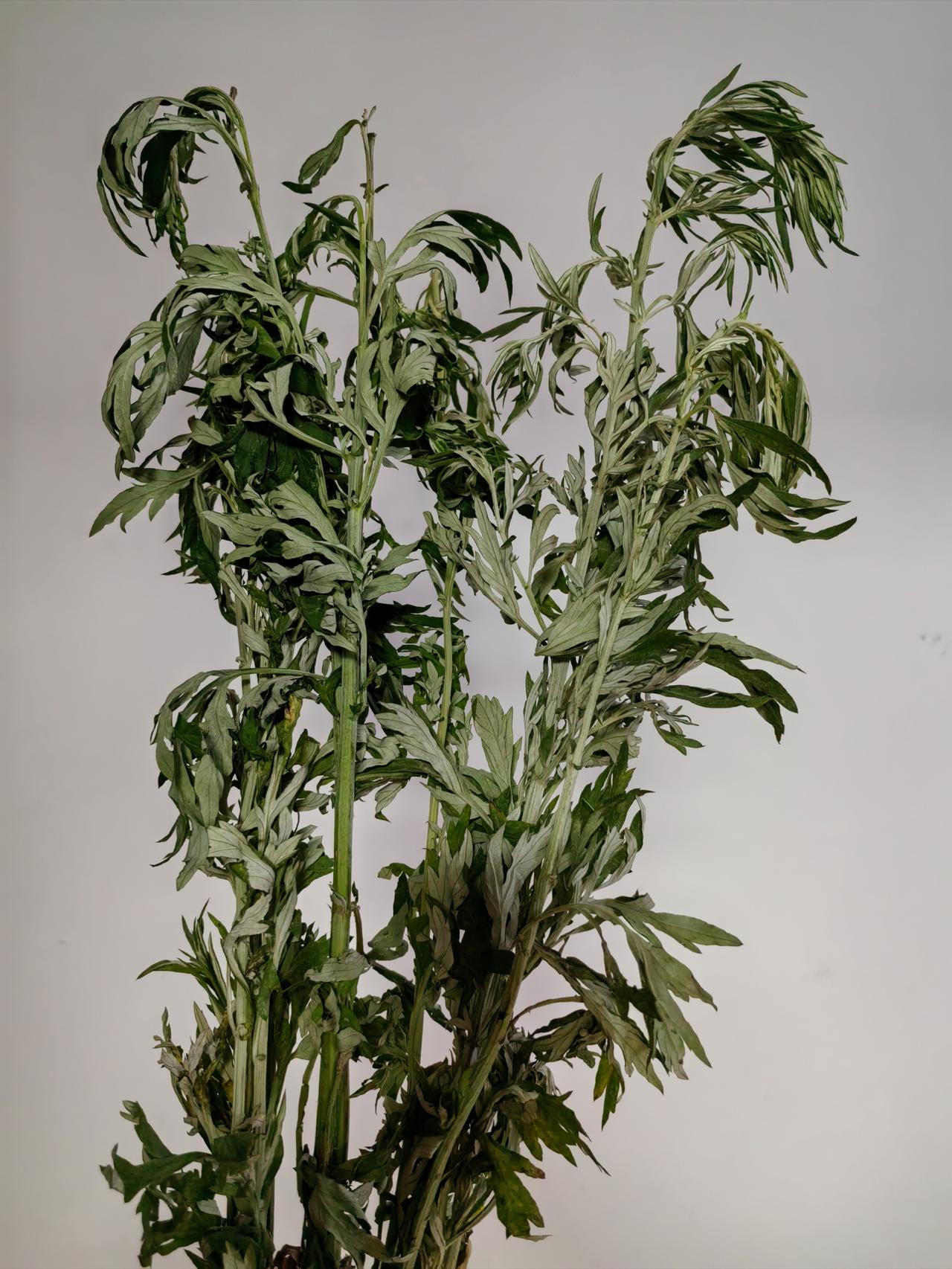 今天单位发了一把艾蒿，我拿回家就顺手放在了门口边。过了会，就听到了敲门声。