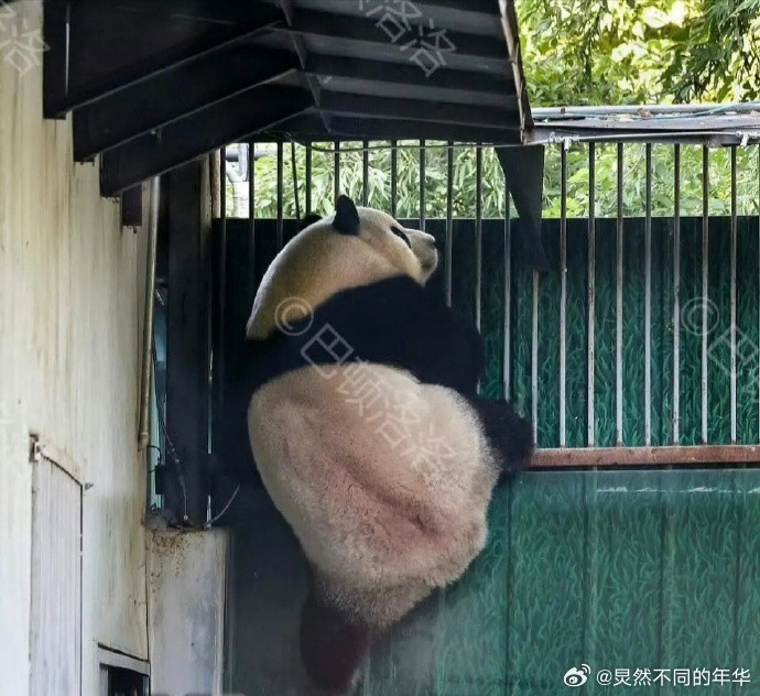 萌兰越狱后，北动场馆墙体铁皮封堵。内舍环境差。萌兰流量赚不少，去年联名良品铺子，