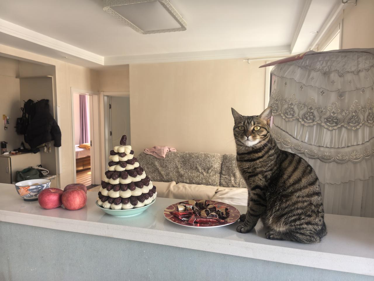 我家的小喵喵给大家拜年了[玫瑰][玫瑰][玫瑰]祝你马上有钱，马上幸福，马上成