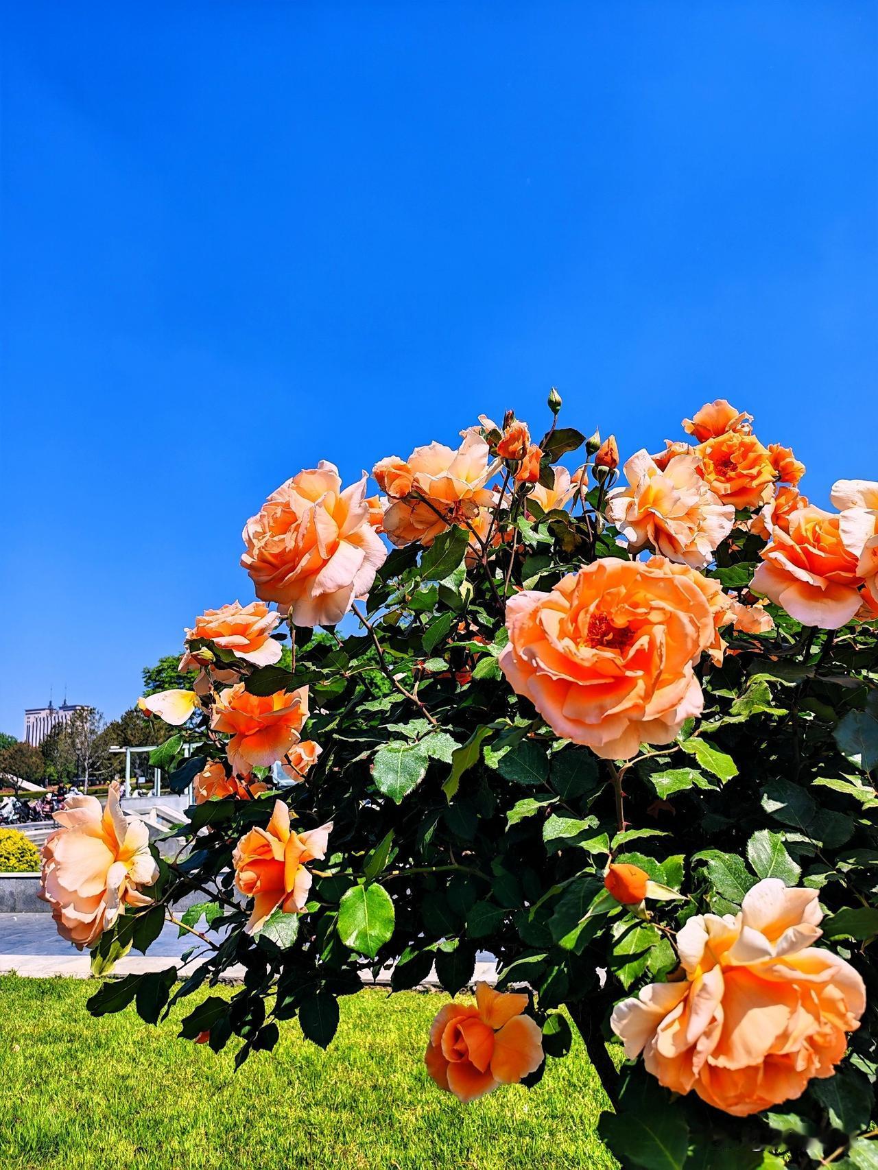 阳光下的橙月季，绽放出生命的美丽！🌸🌞