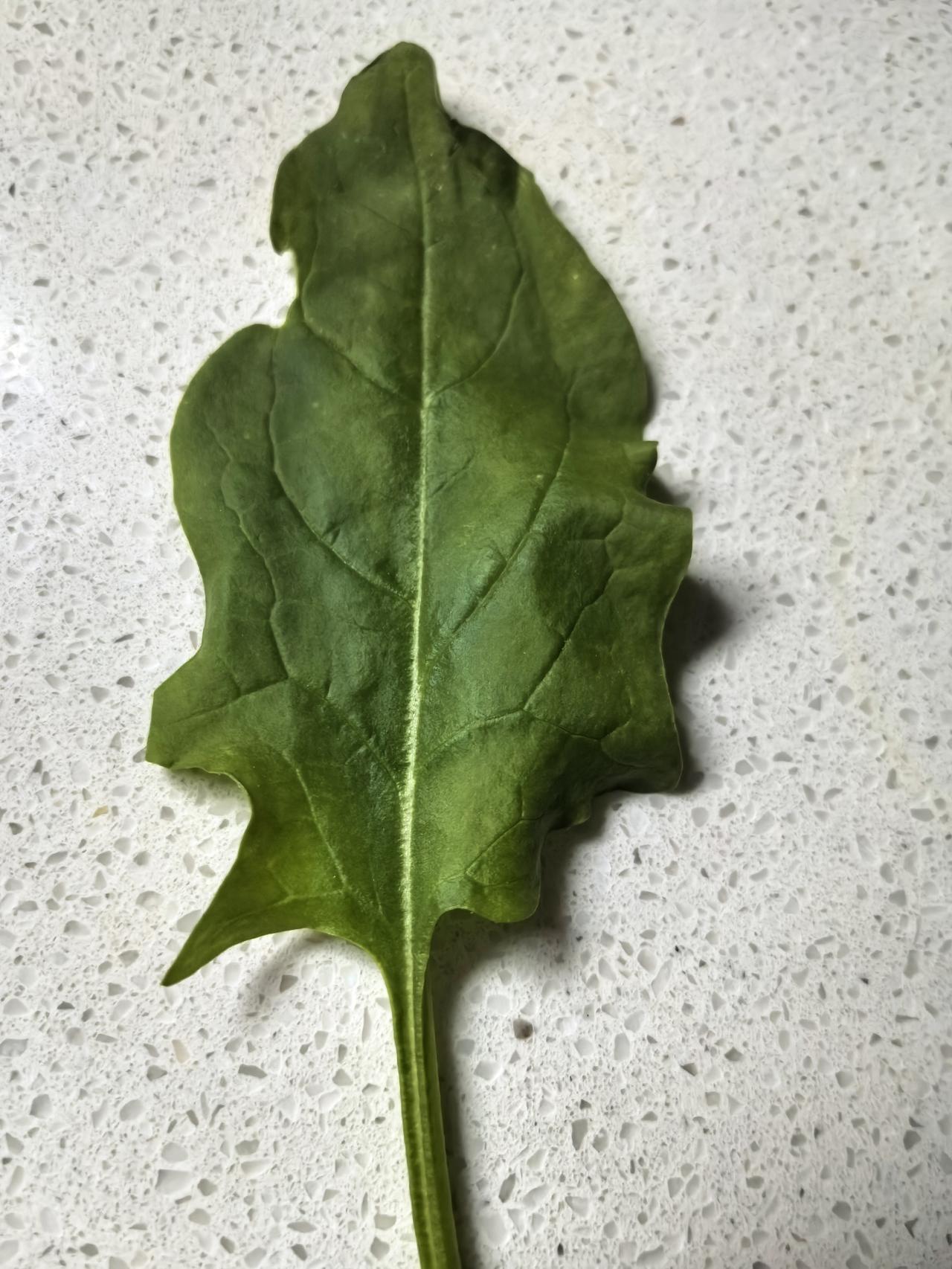 一片青菜有钱人吃它，那叫补充维生素、粗纤维。贫穷人吃它，那是充饥、饱腹。