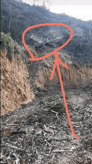 这水牛不容易啊，夏天耕田，冬天拉树。没累死在夏天，差点丢命在冬天。牛绳子要留