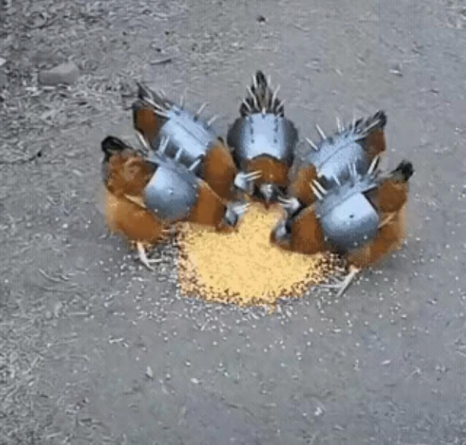 人才哇，自家养的鸡全副武装，原来是防狐狸🦊的。狐狸一见全副武装的鸡群，愣是下