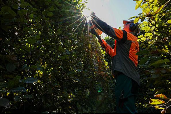 树木不仅在气候保护中发挥着重要作用，也是昆虫和鸟类的重要栖息地。在德国，每年3
