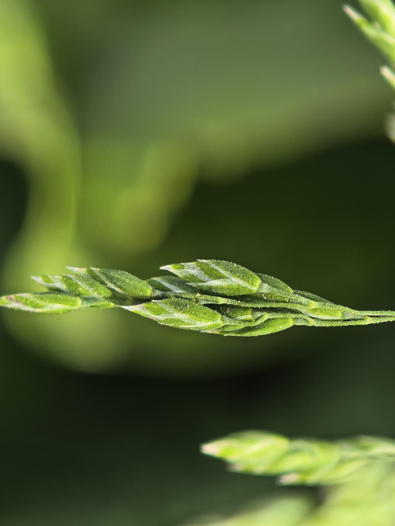 苔花如米小，也学牡丹开。每一个生命都值得尊重。