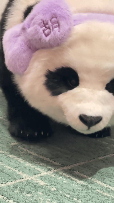 强烈要求《熊猫计划2》给胡胡开个人直播间！这小碎步走得比超模还带感，紫色蝴蝶结搭