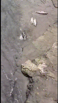 这是一条不服输的鱼