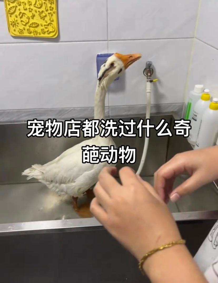 宠物店都洗过什么奇葩动物