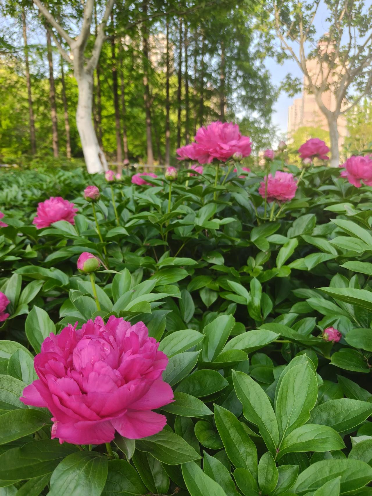 春日美景随手拍实景图分享！美丽的芍药花~🌸🌸🌸🌸🌸