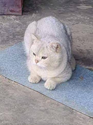 晒图笔记大赛谁懂啊，猫猫的脸比我的人生规划还皱巴，一脸“今天的罐罐配不上我”的嫌