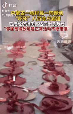 亏大发了！内蒙古巴彦淖尔，一村民因举办活动放鞭炮，导致邻居家养殖场内的狐狸受到惊