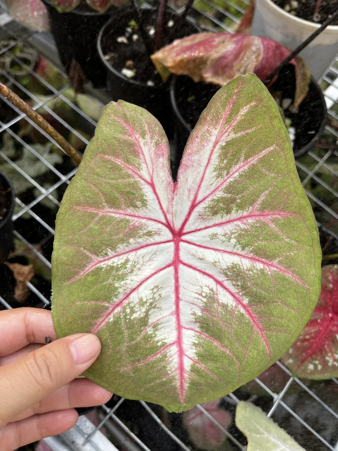 近期的中海王
