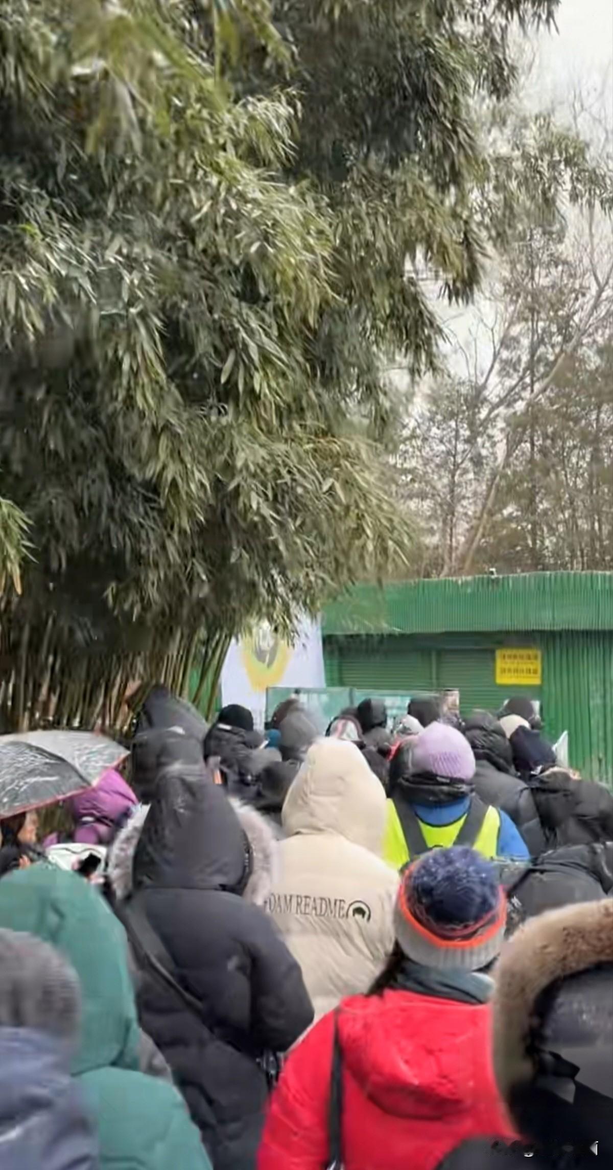 雪落动物园，邂逅熊猫的冬日闲趣晨起推窗，天地间已裹上一层薄雪，细碎的雪花还