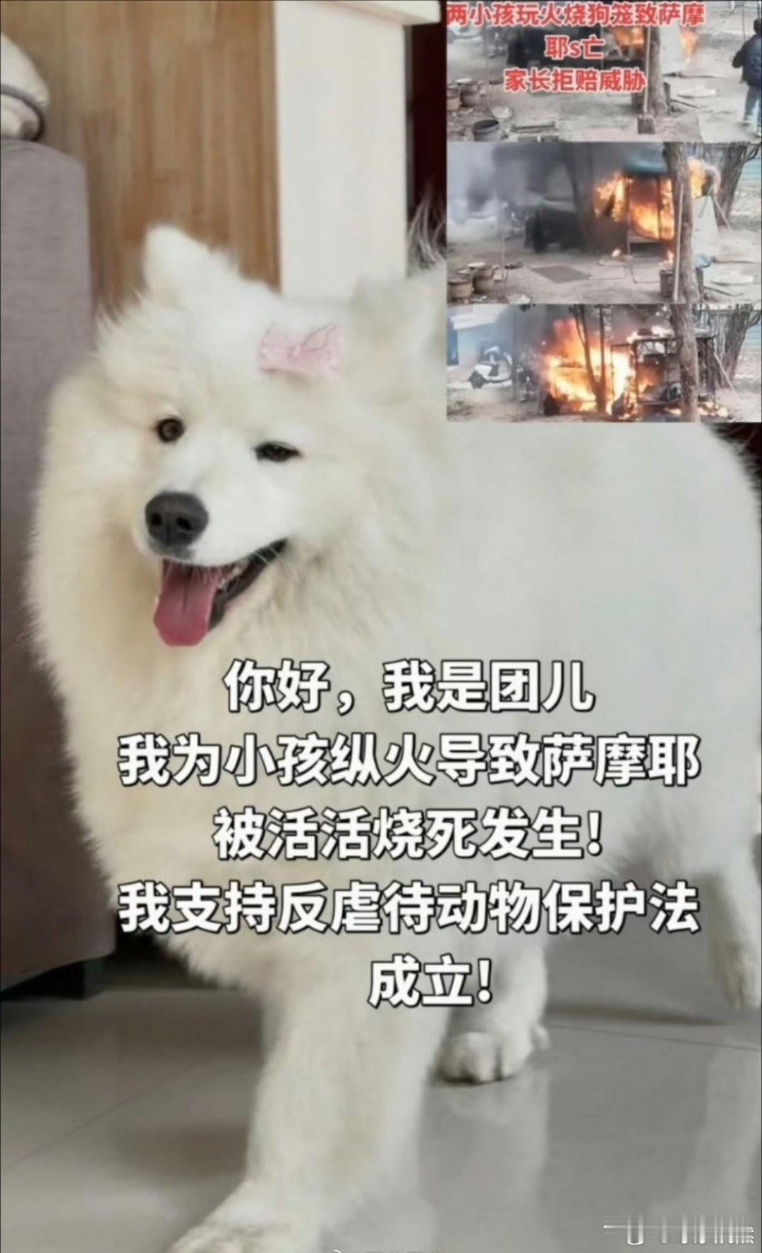 烟花焚笼悲剧：七年萨摩耶冤魂谁来负责？
