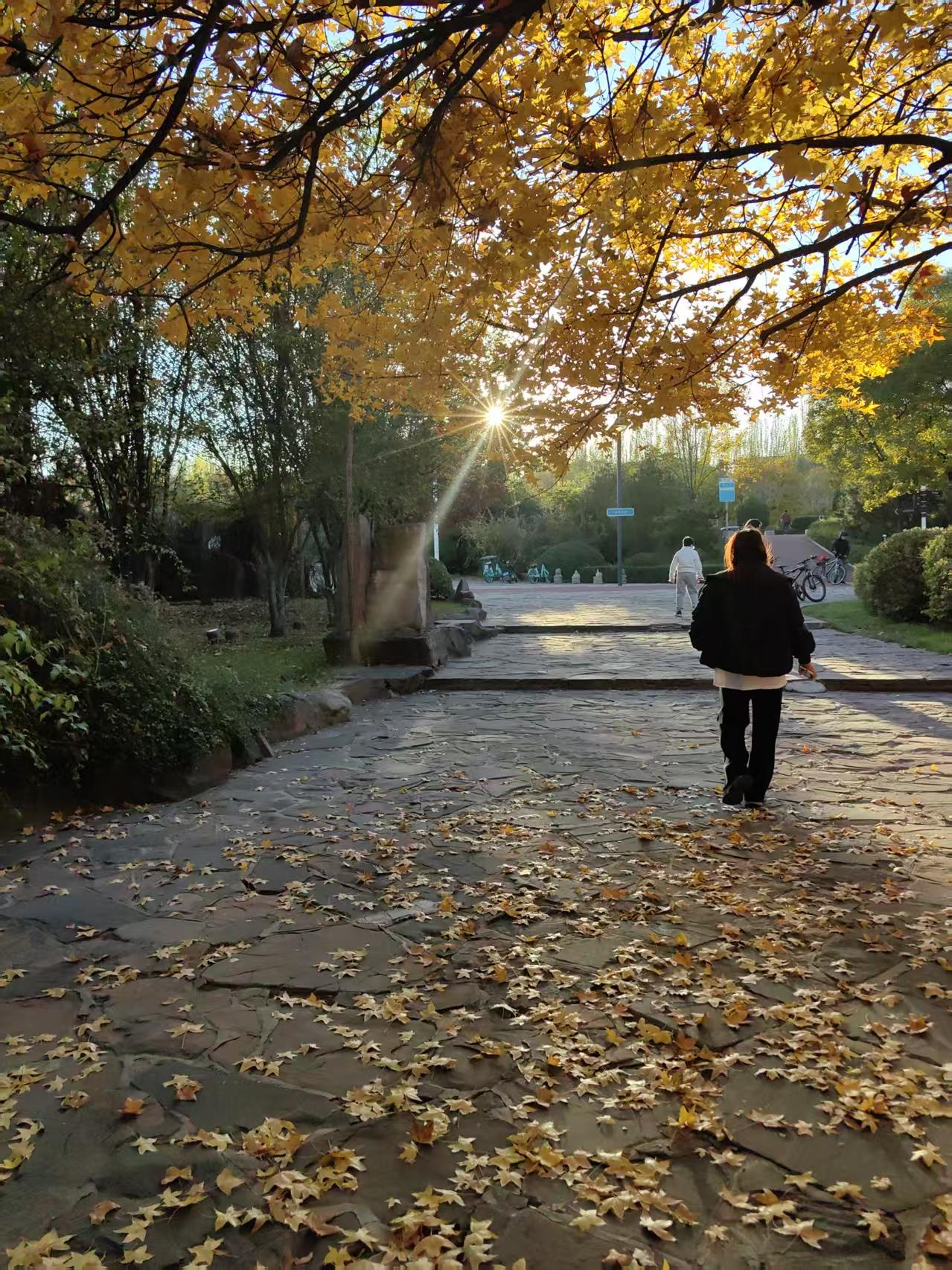 秋日赏落叶是一种怎样的体验秋日赏落叶，宛如踏入一场梦幻的童话。漫步在铺满