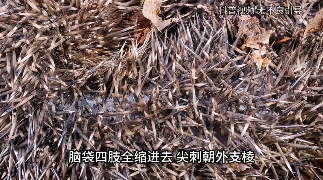 刺猬的天敌出现了，吃刺猬就像在吃辣条，它不怕被扎到吗？ （1）