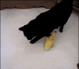 猫和老鼠，诚不欺我