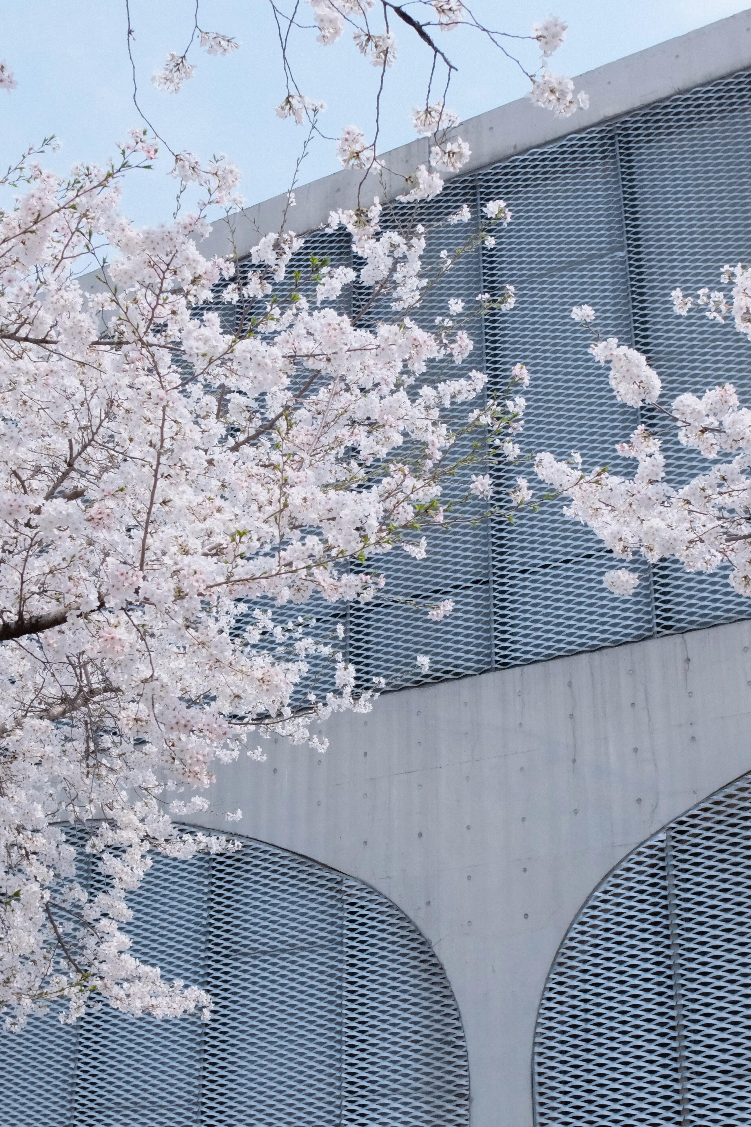 三月末四月初的上海Citywalk的主题就是【赏樱】🌸鲁迅公园，浦东陆家嘴，花