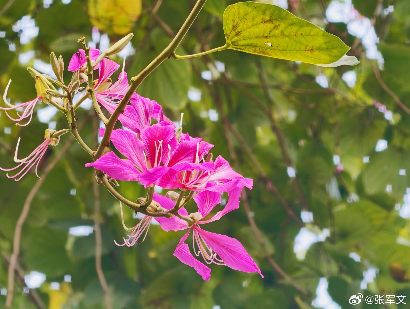 广州春日赏花绝佳地赏花！一入园，就像掉进梦幻花国。路旁月季娇艳，红粉白交织，芬
