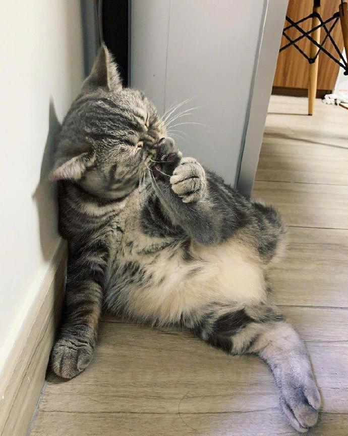 好香的猫爪！！是五香味的嘛？