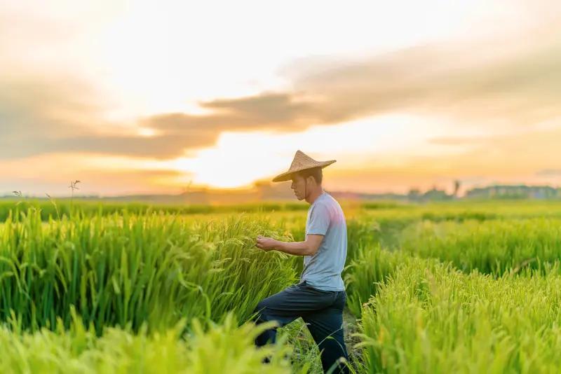 年过60的农民没工作、没收入、没社保，政府是有对策的。从法律规定来看，虽然《社