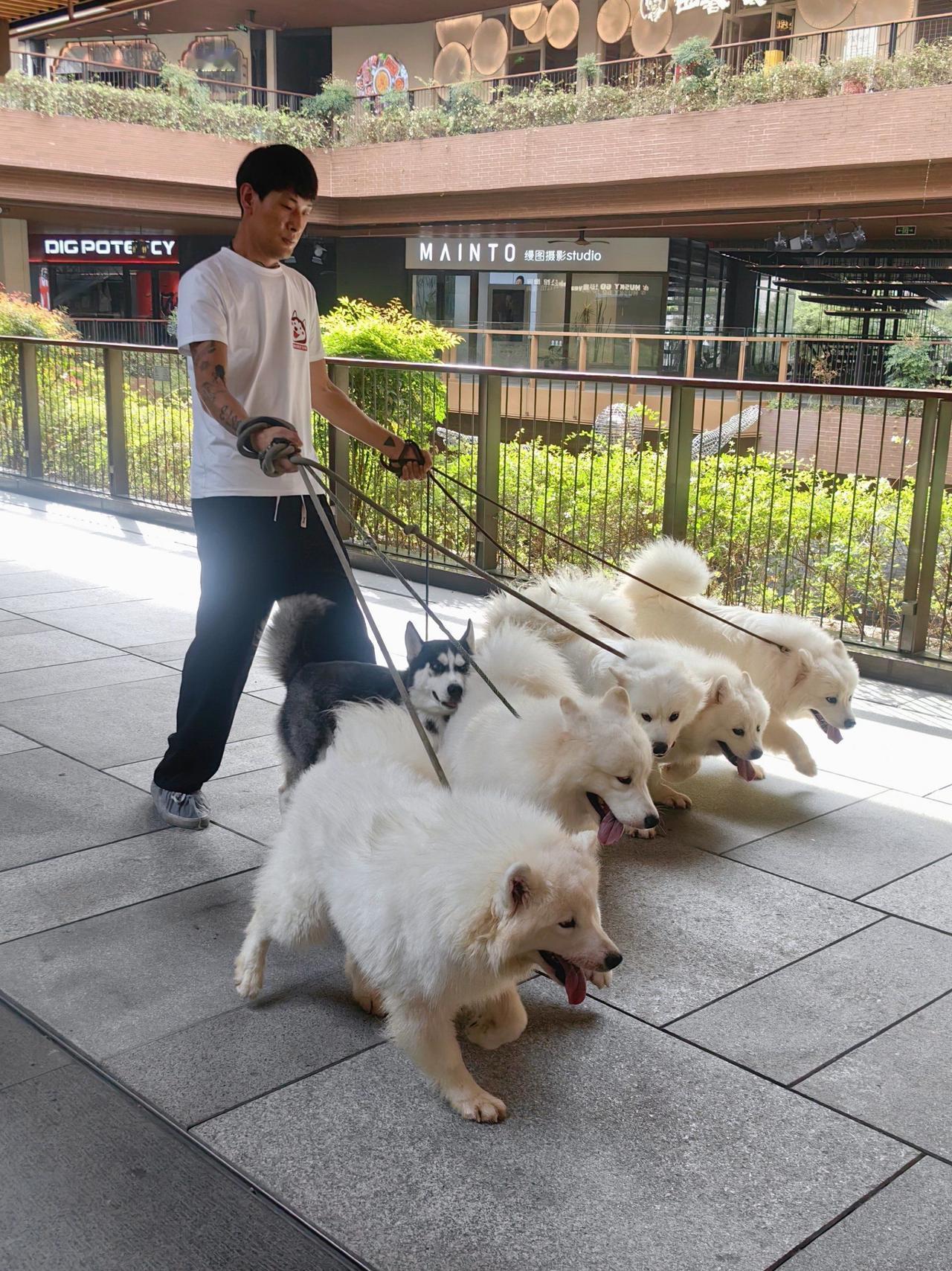 城市禁狗？别让“一刀切”寒了人心！核心是“治恶”不是“禁宠”“城市该全面禁